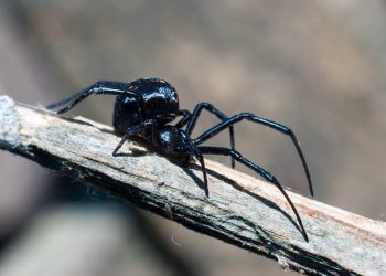 Атырау облысында қарақұрт қаптап кетті: мамандар мәселеге қатысты пікір білдірді
