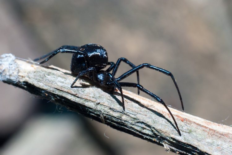 Атырау облысында қарақұрт қаптап кетті: мамандар мәселеге қатысты пікір білдірді