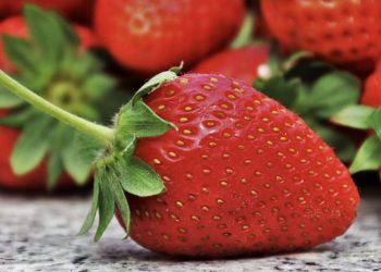 Құлпынайдағы құрттар денсаулыққа қауіпті екені рас па?