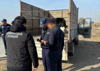 Түркістан облысының полицейлері жүйелі жұмыс атқару нәтижесінде екі тәулік ішінде мал ұрлығына байланысты 6 қылмысты ашты